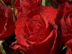 Dew upon the rose
