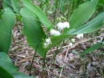 Lilly in the valley