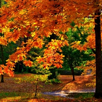 Colors of Autumn