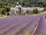 lavender field,  france
