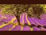 Lavender field