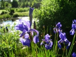 Iris at the pond
