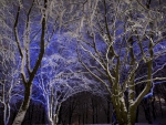 blue light glowing in forest in winter