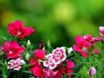 Dark pink flowers