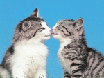 Two tabby kittens kissing