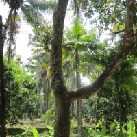 Nature's version of "Y"