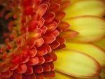 MACRO OF A GERBER DAISY