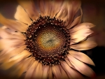SUNDRIED SUNFLOWER