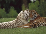 tigers