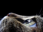 CATS EYES