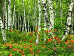Green birch forest