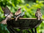 SPARROWS BATHING