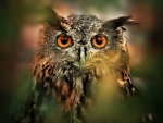 NATURAL OWL