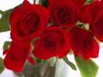 Red Roses