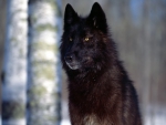 Predator Eyes Black Wolf
