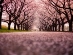 Sakura Path