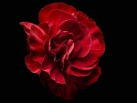 CARNATION