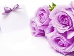 Lavender Roses for You