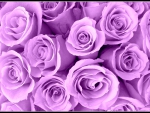 Lavender Roses