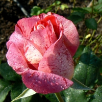 Raspberry Tiger rose