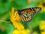 Golden flower and Monarch
