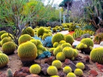 cactus field