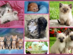 Cute kittens