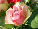 Fresh pink rose