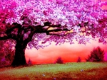 CHERRY TREE