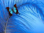 blue butterfly and feather