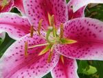 Pink Lilly