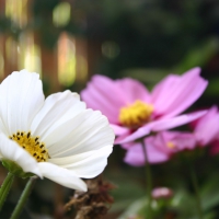 White & Pink Flowers