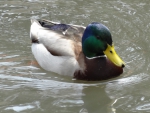 Mallard