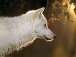 White Wolf