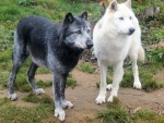 Black and White Wolves