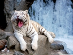 yawning tiger