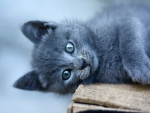 Cute Kitten
