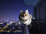 Cat on a ledge