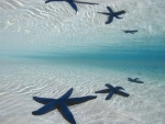 ~Starfish~