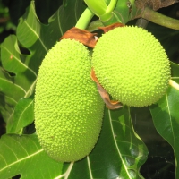 Breadfruit
