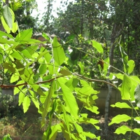 Bright Greeny Morning