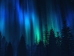 Northern lights over fir trees