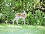 Spring Fawn