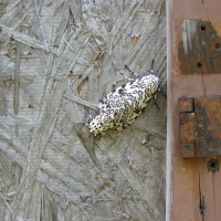 Giant Leopord Moths-mating