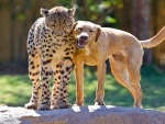 Labrador and Cheetah