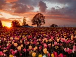 Tulips Field