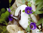 Butterflys and Purple Flowers