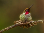 *** Hummingbird *** 