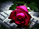 COMPUTER ROSE