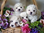 A BASKET OF BICHON FRISE